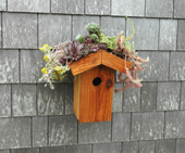 Green Roof Birdhouse