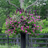 Basket Columns